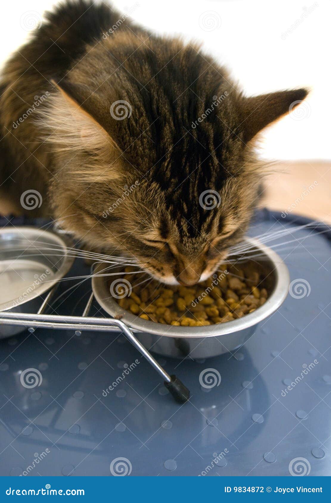 Maine coon cat eating stock photo. Image of coon, feline 9834872