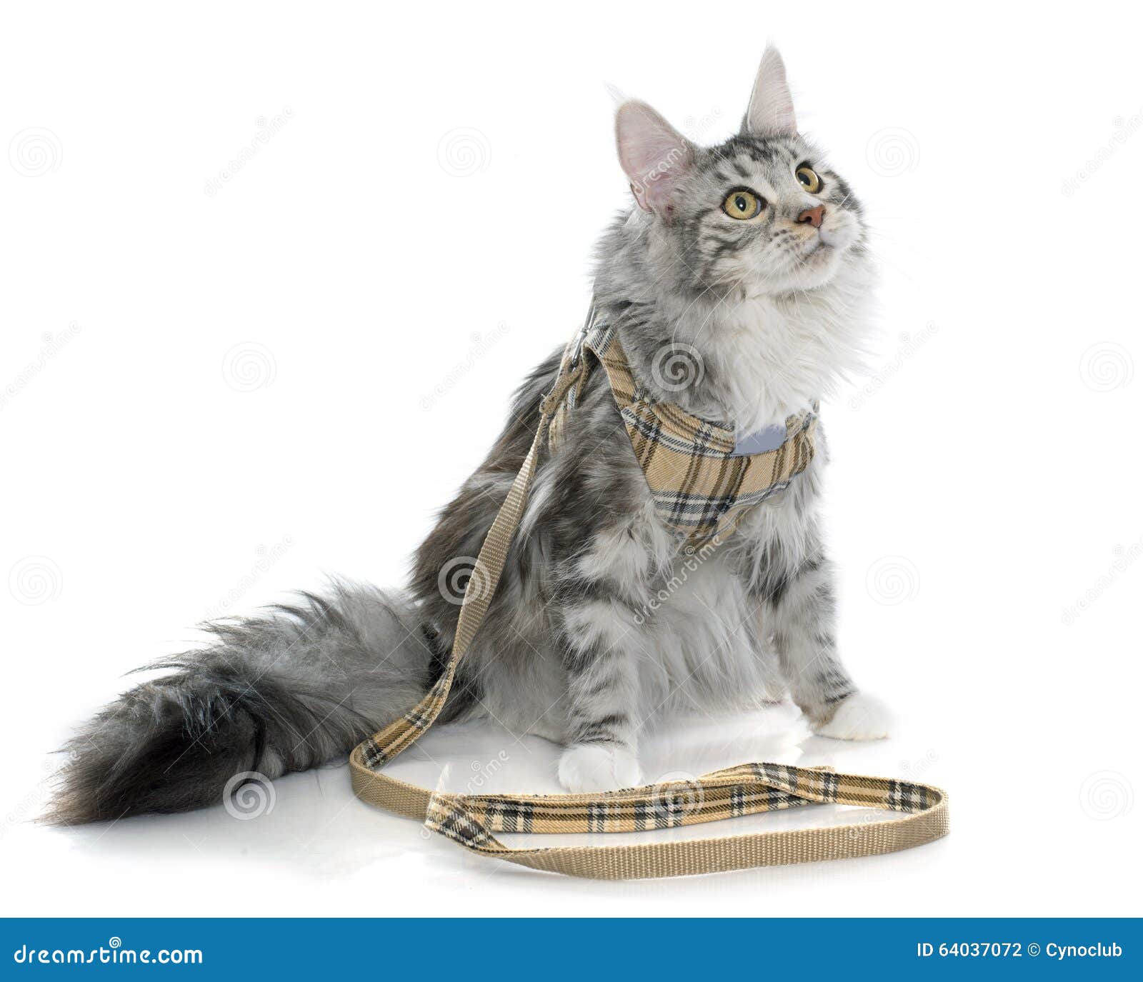 Maine coon cat and harness stock photo. Image of coon 64037072