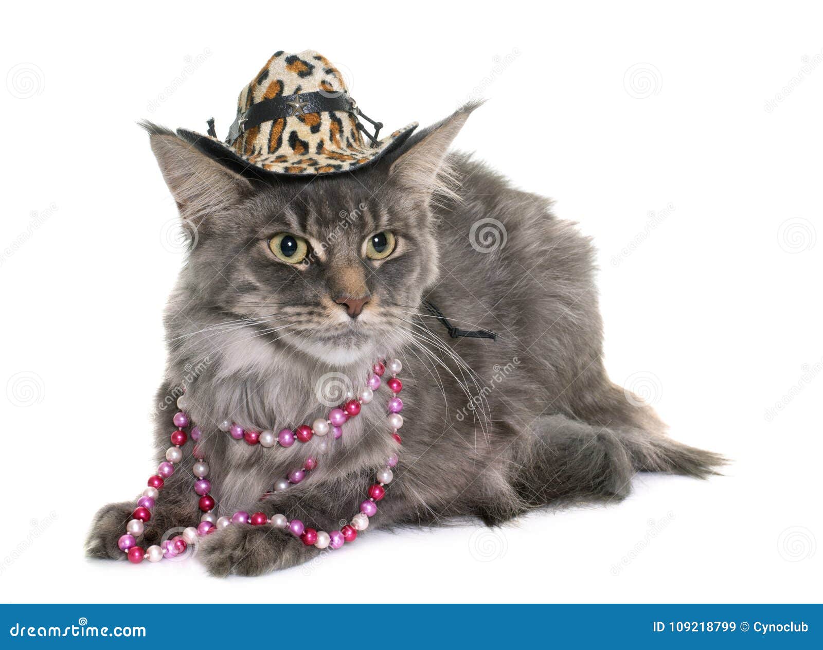 Maine coon cat and hat stock image. Image of studio 109218799