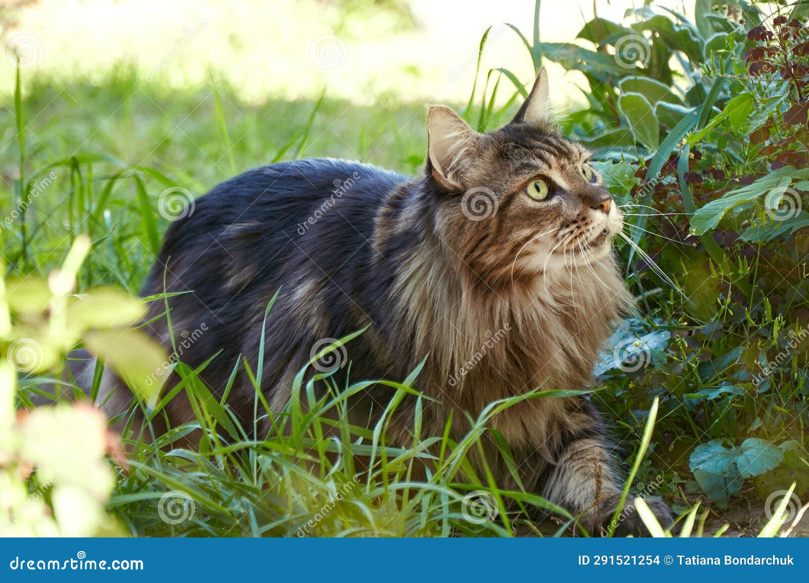 A Maine Coon Cat Hunts in the Green Grass Stock Photo Image of field
