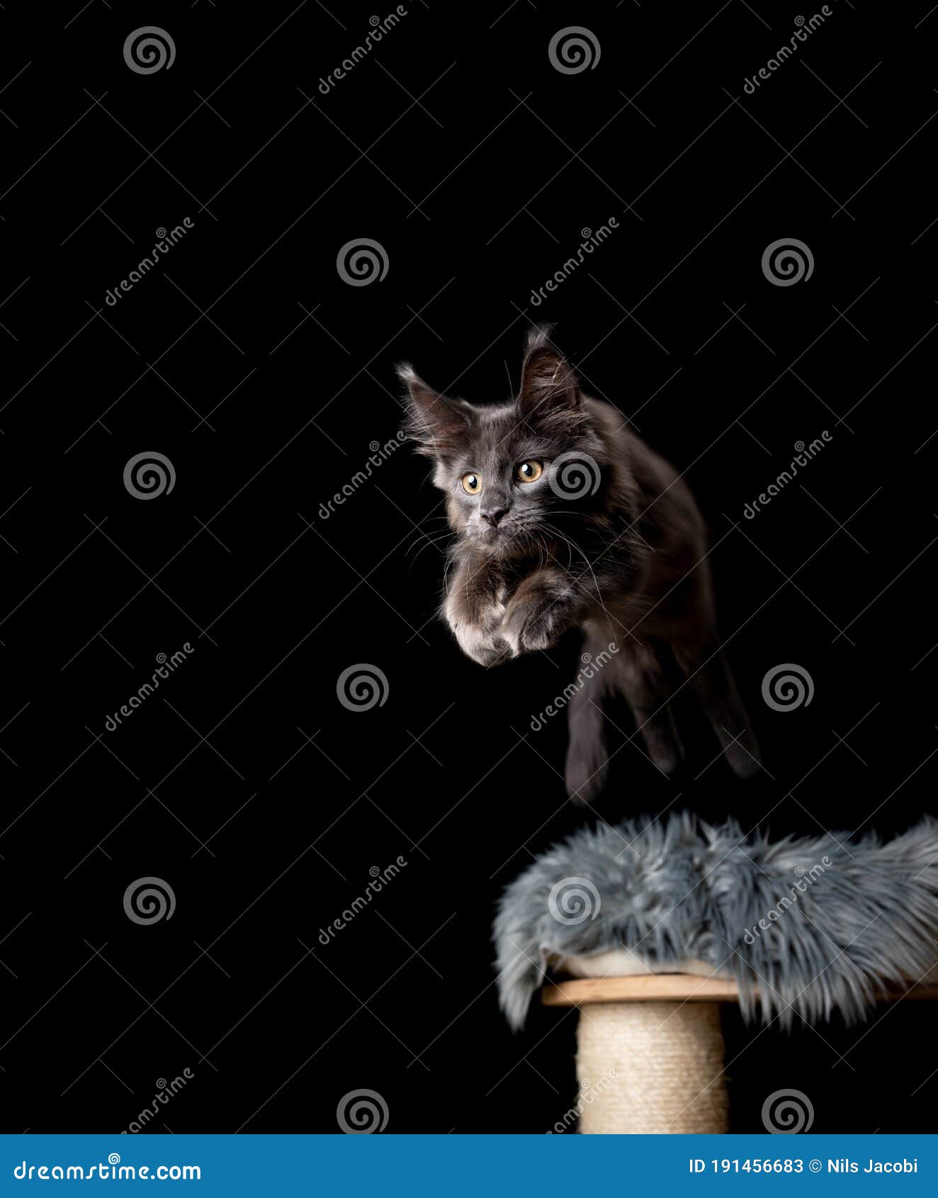 Maine Coon Cat Jumping Off Scratching Post Stock Image Image of