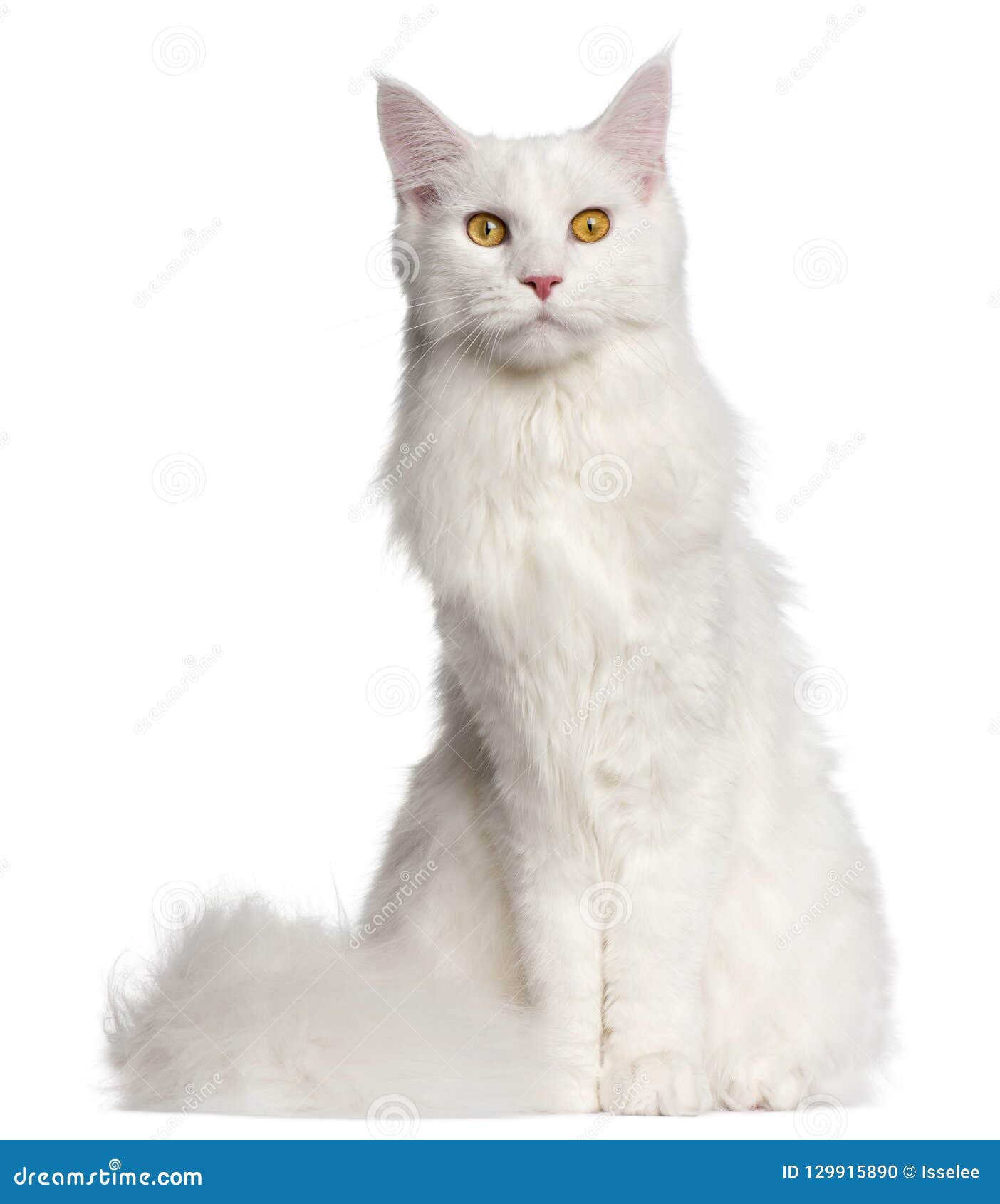 Maine Coon Cat, 8 Months Old Stock Photo Image of domestic, length