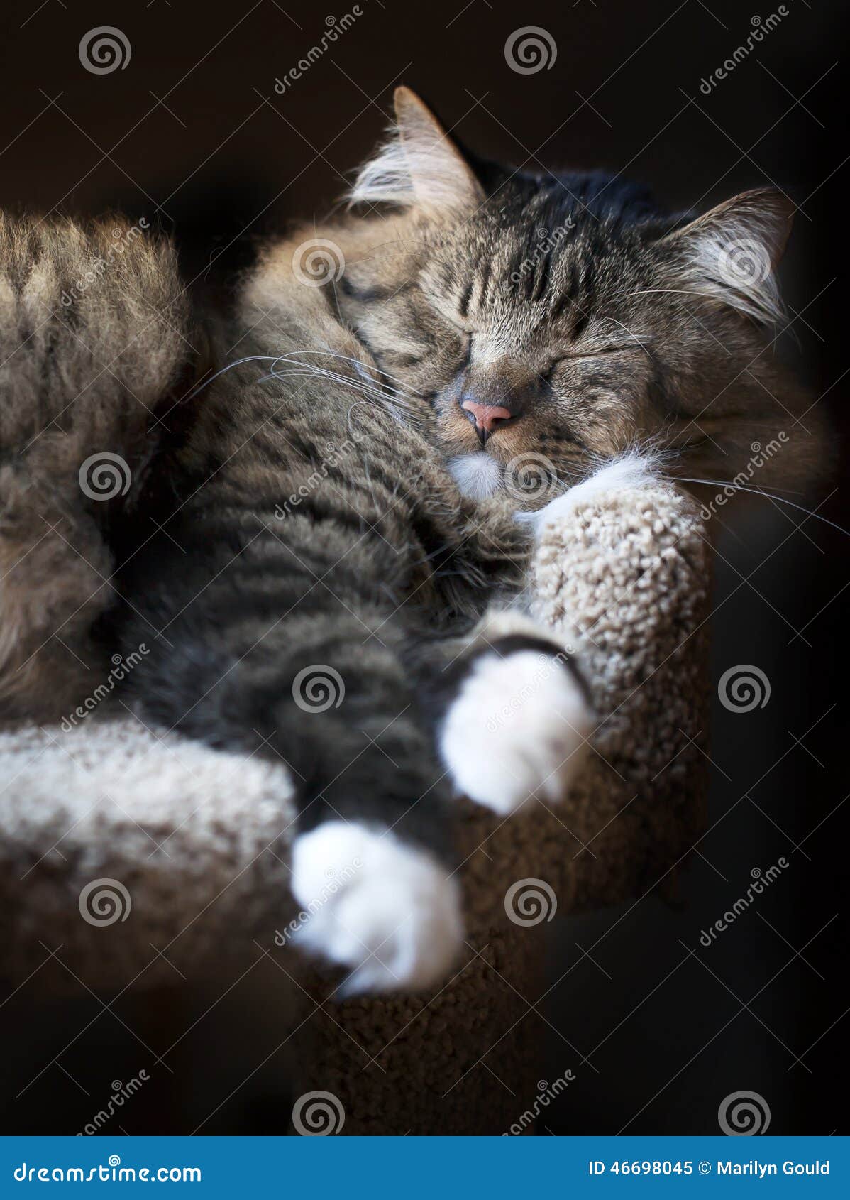 Cat Napping stock image. Image of resting, kitty, marilyn 46698045