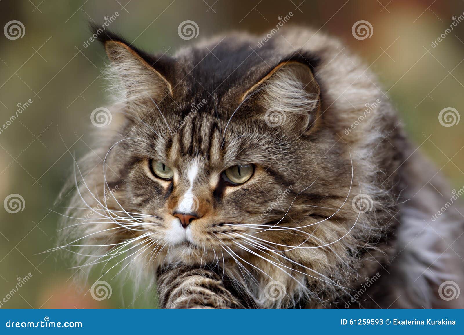 Maine coon cat outside stock image. Image of wild, nature 61259593