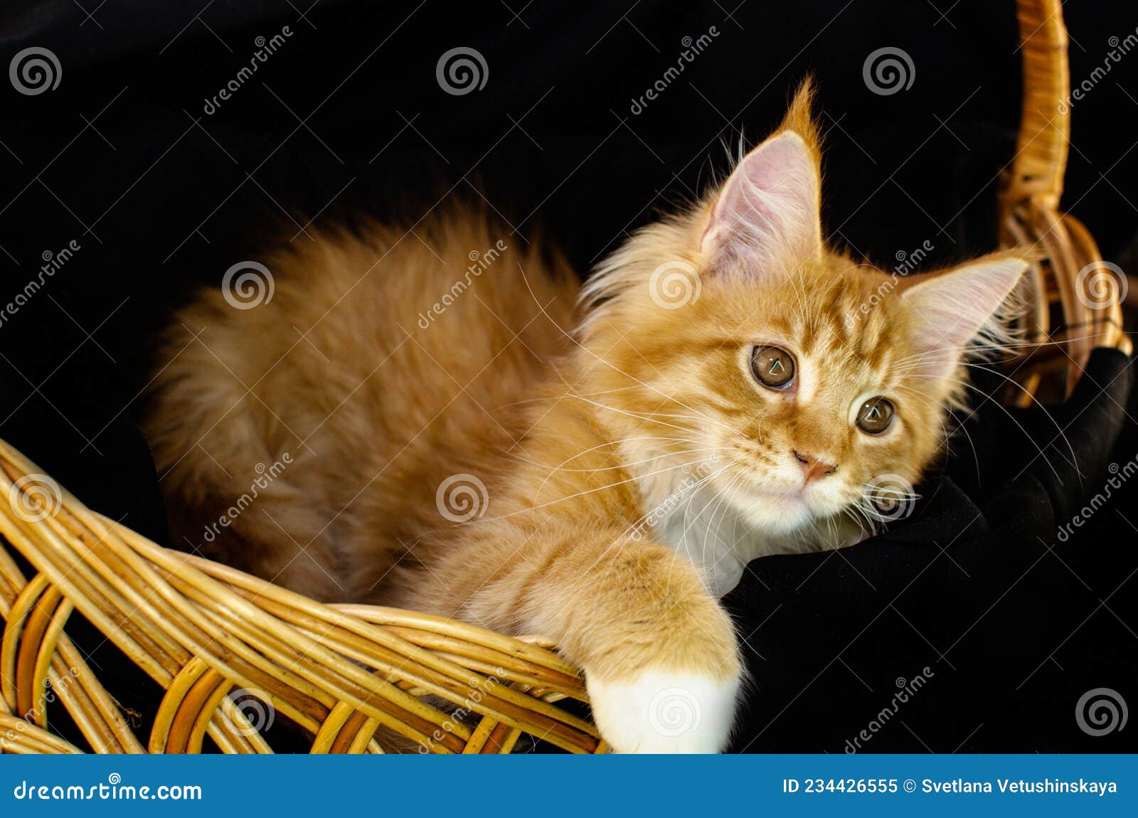 Maine Coon Cat Color, with Fluffy Red Hair, on a Black Background. Maine Coon Kitten Who is 2 Months Old Stock Image - Image of front, 234426555