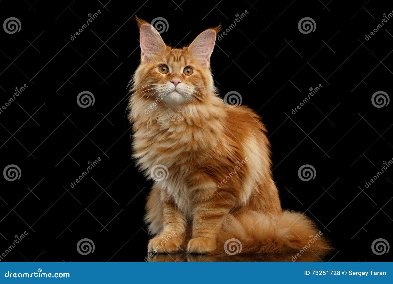 Maine Coon Cat Sitting Rouge Avec De Grandes Oreilles A Isole Le Noir Photo Stock Image Du Noir Rouge Maine Coon Cat Sitting Rouge Avec De Grandes Oreilles A Isole Le Noir Photo Stock Image Du Noir Rouge