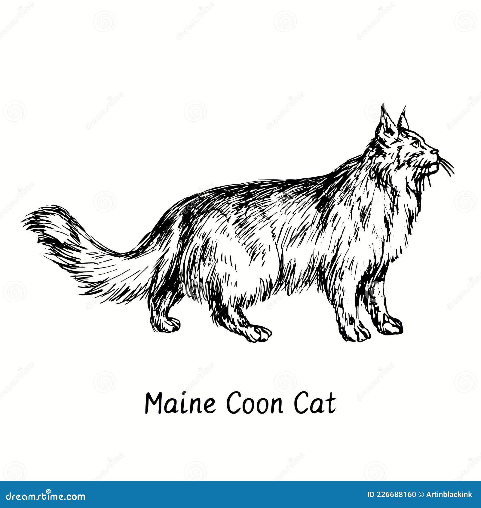 Cat Breed Maine Coon Face Sketch Vector Color Drawing Royalty Free SVG  Cliparts Vectors And Stock Illustration Image 76784665