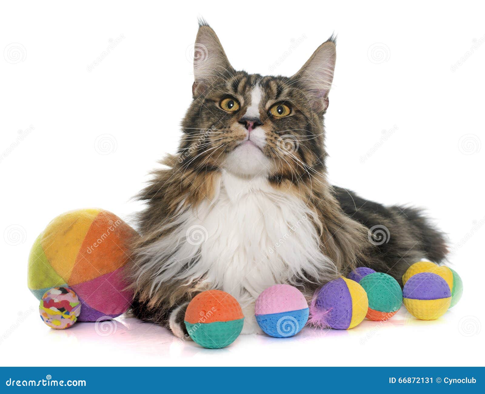 Maine coon cat and toys stock image. Image of ball, isolated 66872131