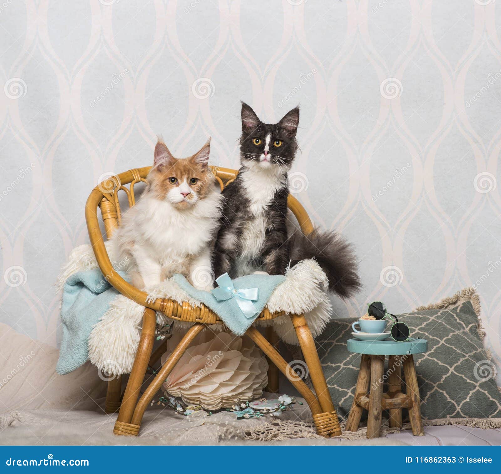 Maine Coon Cats Sitting on Chair in Studio, Portrait Stock Image ...