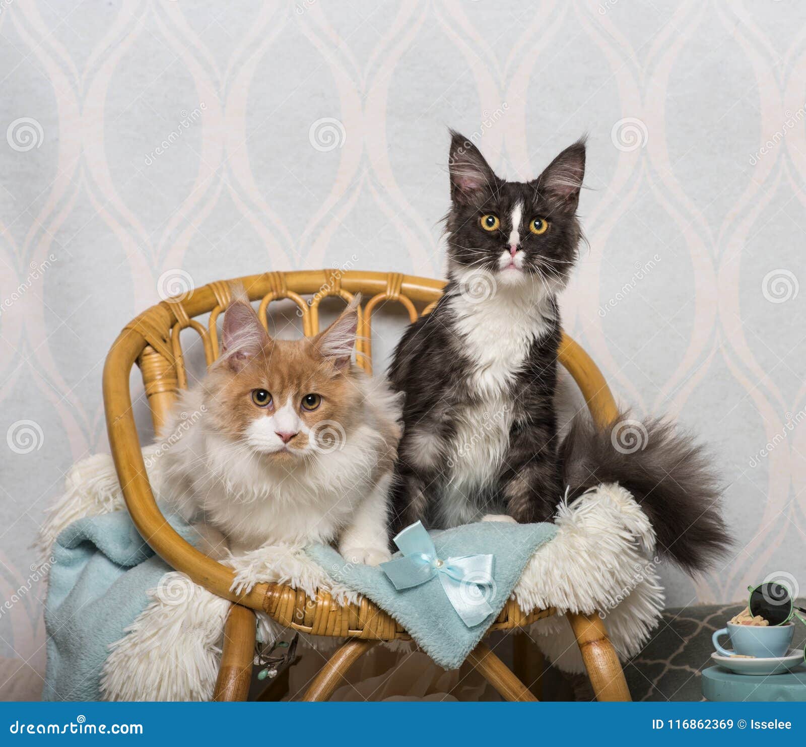 Maine Coon Cats Sitting on Chair in Studio, Portrait Stock Image ...