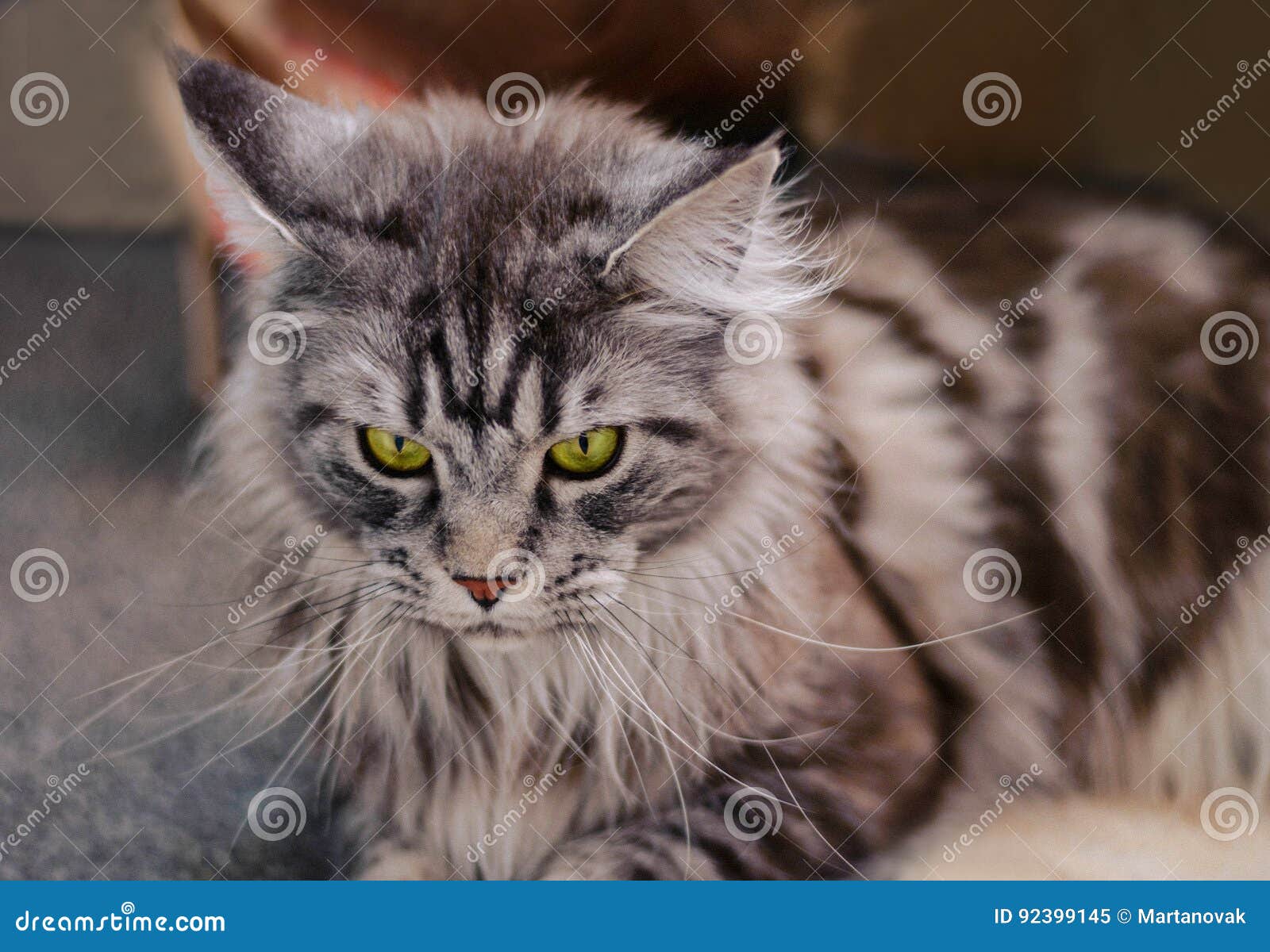 Größte Katze Ist Das Die Größte Katze Der Welt 2019 12 04