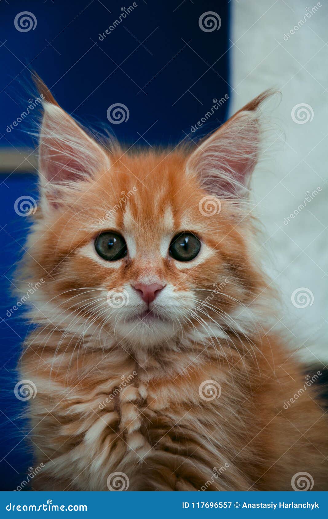 Maine Coon Kittens For Sale