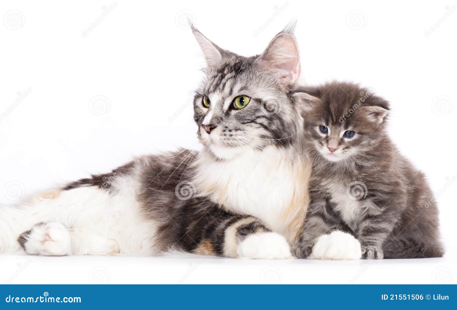 Maine Coon kitten stock photo. Image of european, fluffy - 21551506