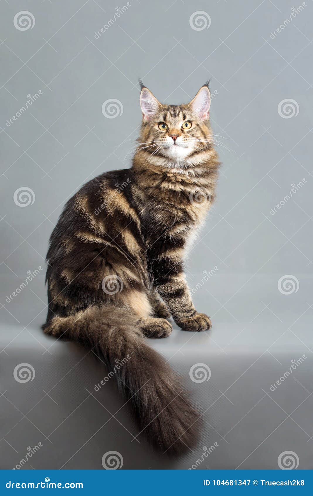 Maine Coon Kitten Black Marble Color 6 Months Old Studio