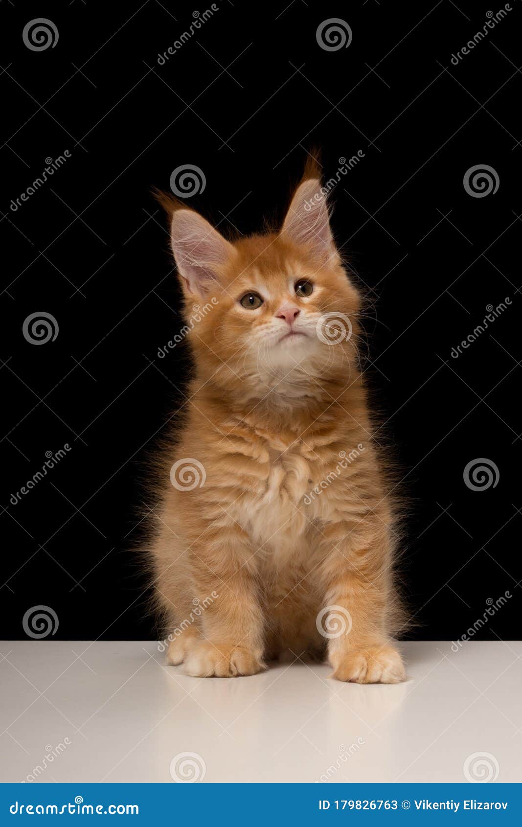 Reageren Ik wil niet lezing Maine Coon Kitten 2 Maanden. Een Volbloed Mooie Kat Met Grote Tassels Stock  Afbeelding - Image of weinig, zorg: 179826763