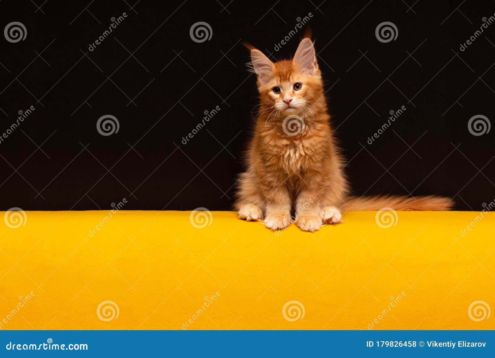 red ticked tabby maine coon red ticked tabby maine coon