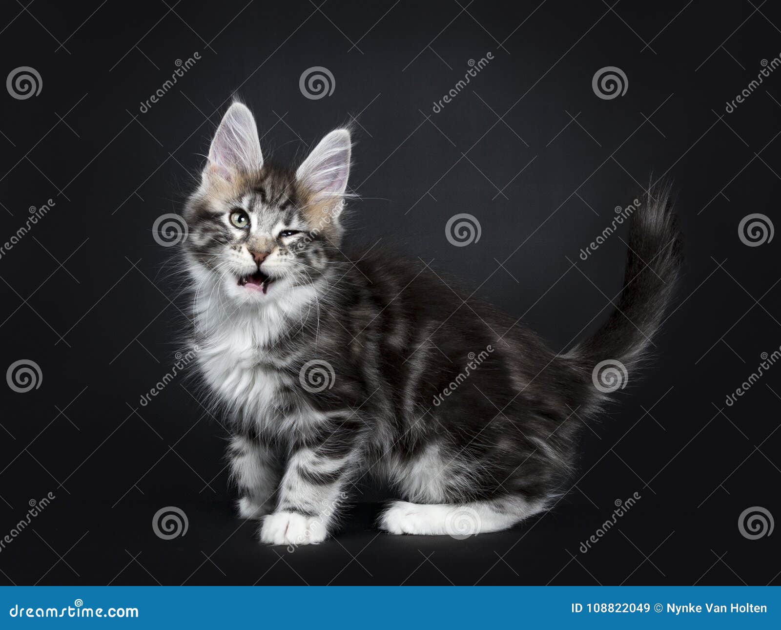 Maine Coon Kitten Standing Side Ways Stock Image Image of catchy, female 108822049