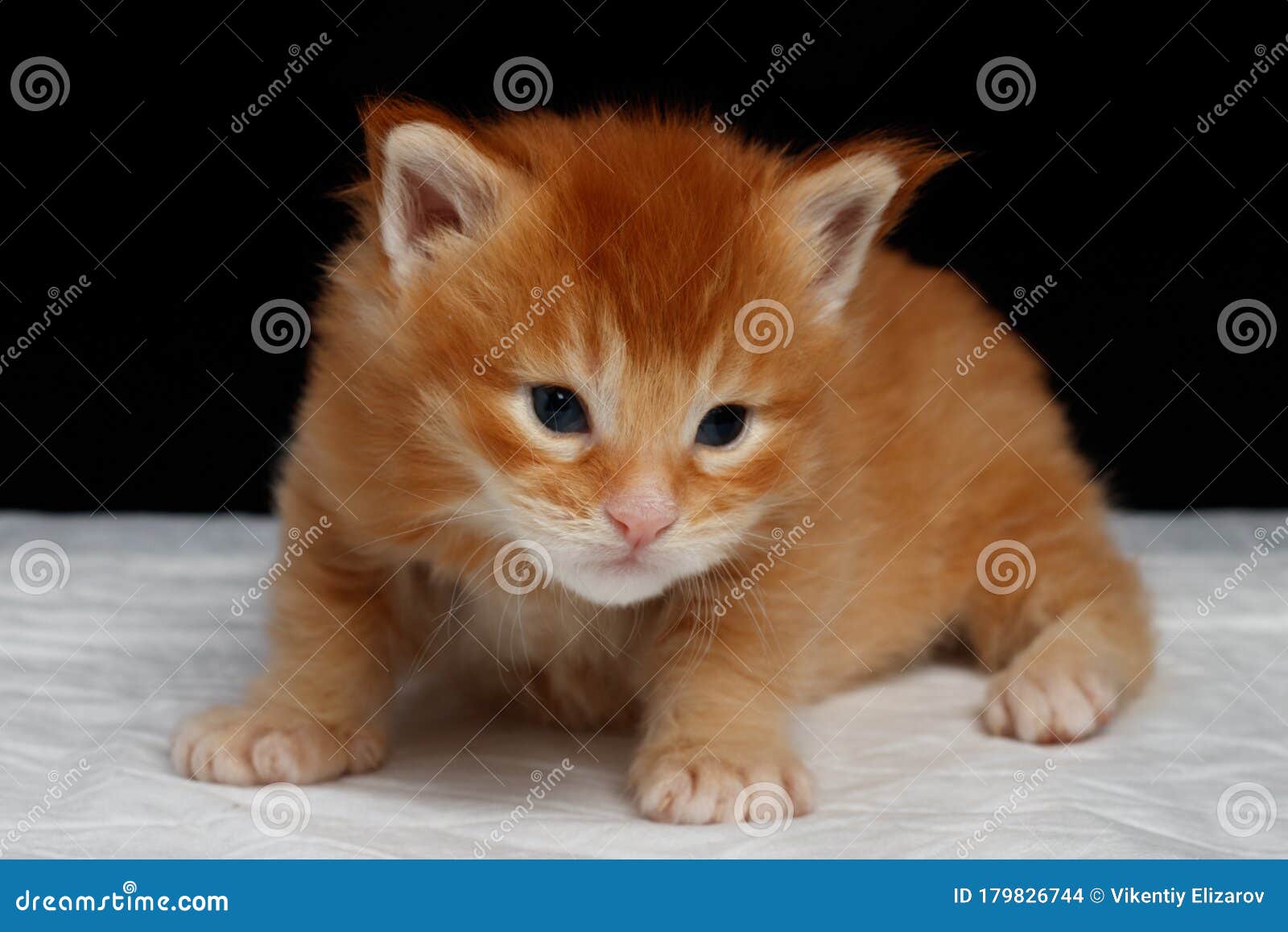 pics Month Old Orange Maine Coon Kitten dreamstime com