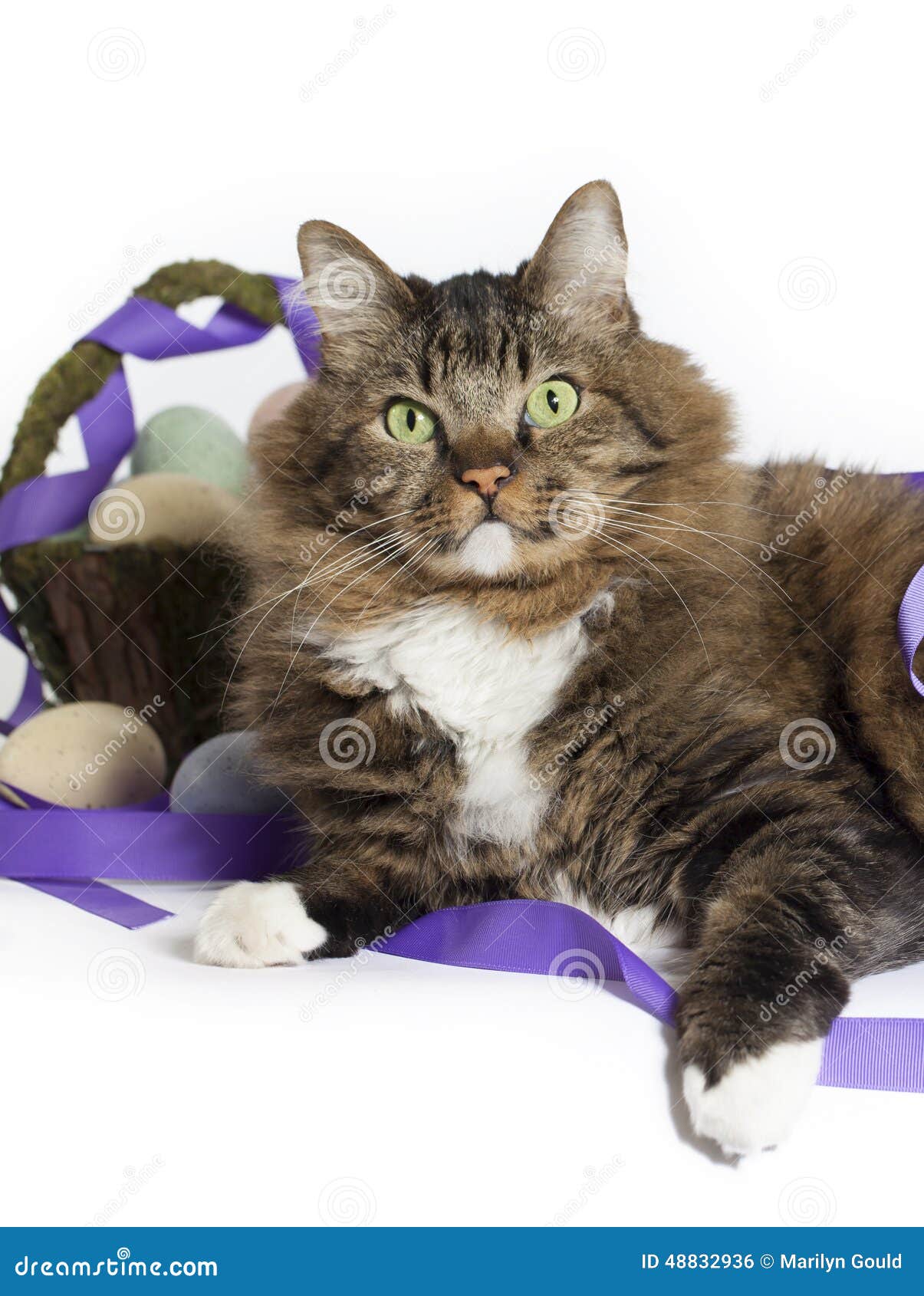 Maine Coon Mix Cat with Easter Basket Stock Photo Image of gould