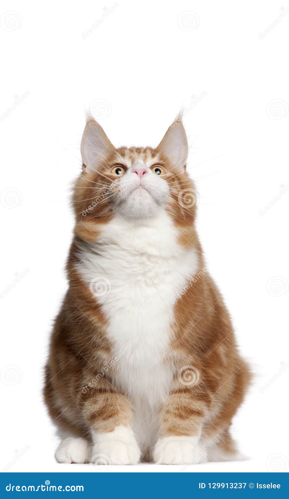 Maine Coon, 6 mois image stock. Image du longueur, séance 129913237