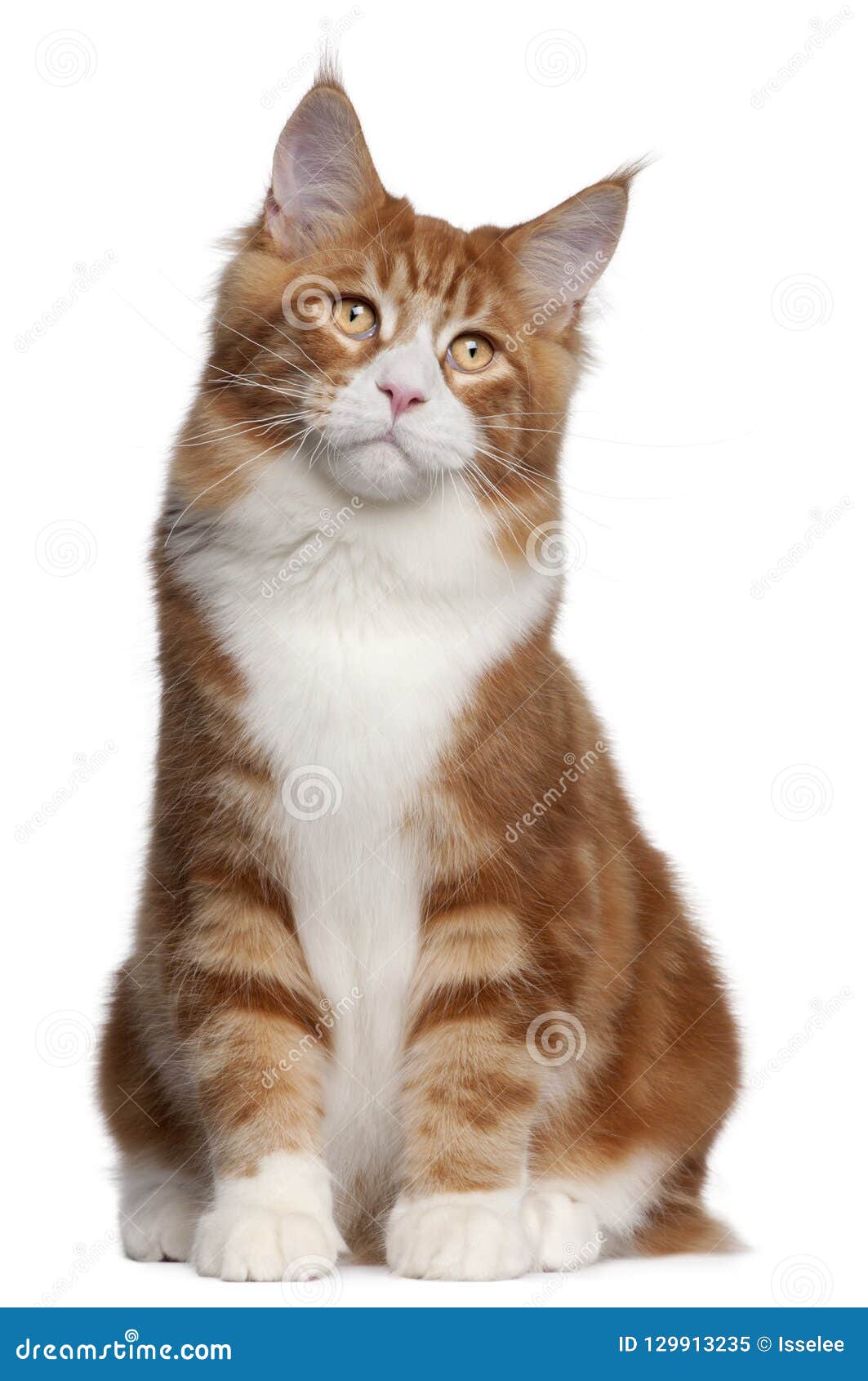 Maine Coon, 6 Mois, Se Reposant Devant Le Fond Blanc Image stock