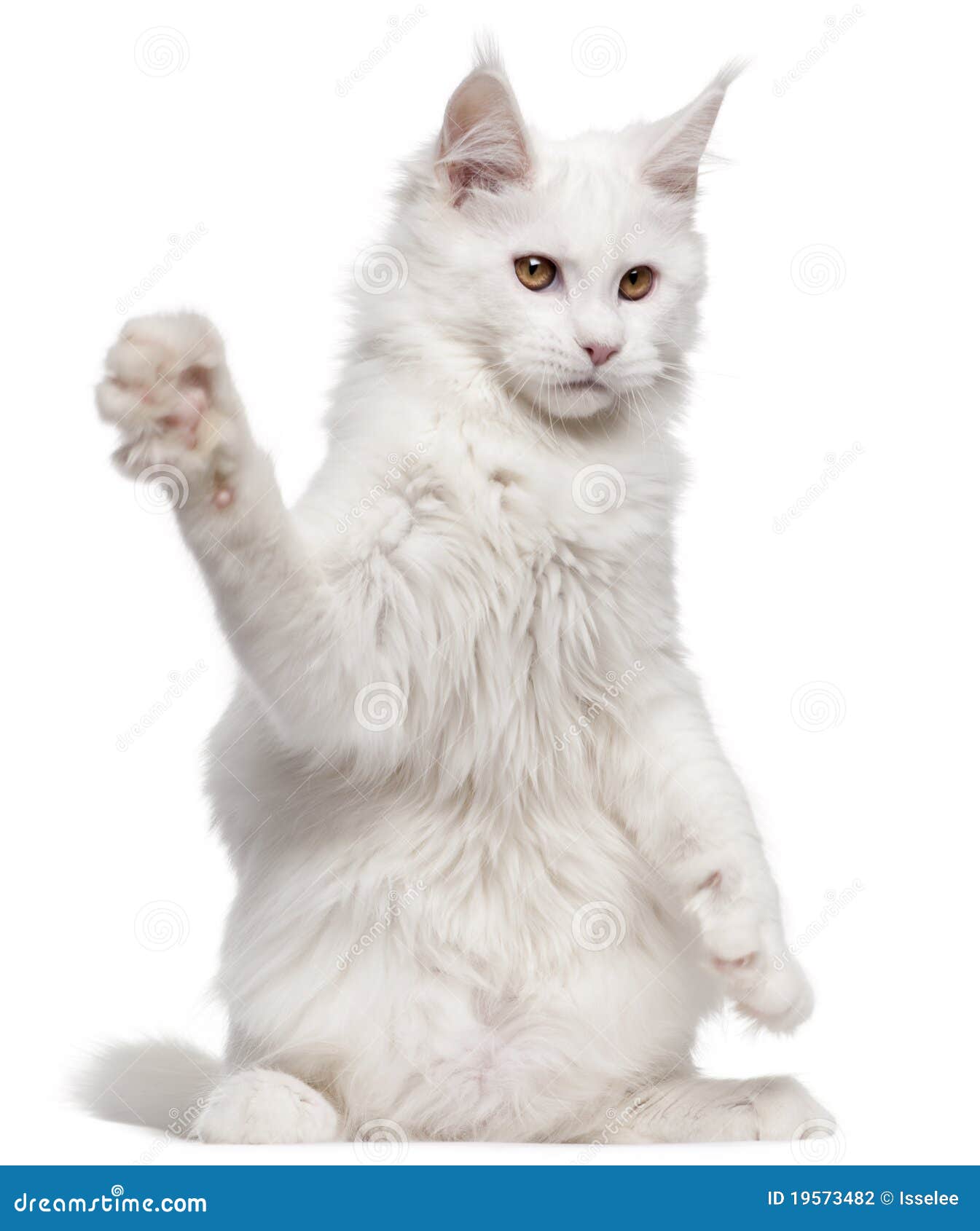 Maine Coon with paw up stock photo. Image of cute, front 19573482
