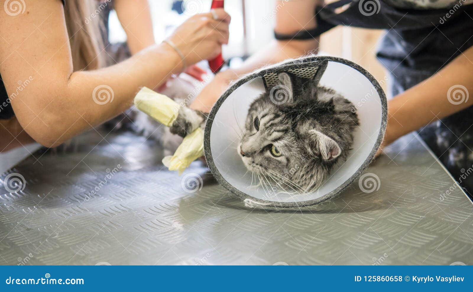 Maine Coon Professional Grooming Closeup. Stock Photo Image of