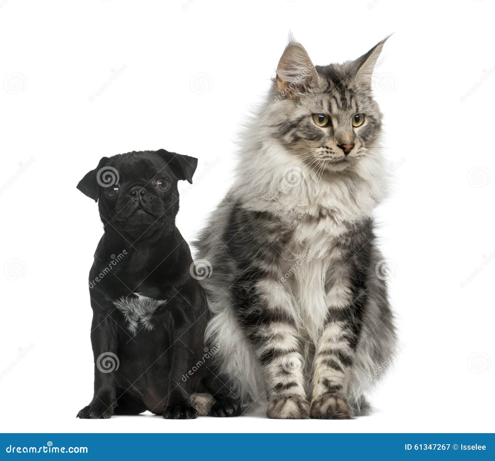 Maine Coon and Pug puppy stock image. Image of interplay 61347267