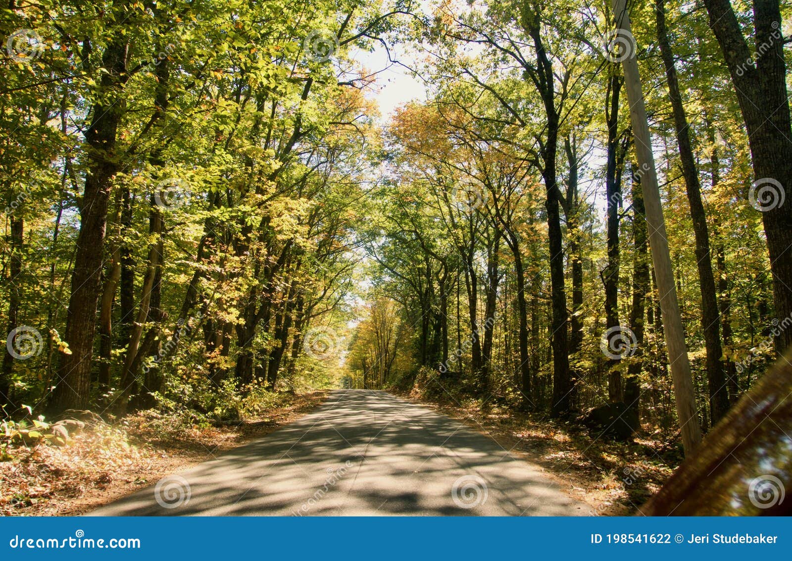 maine country road lined with tall trees