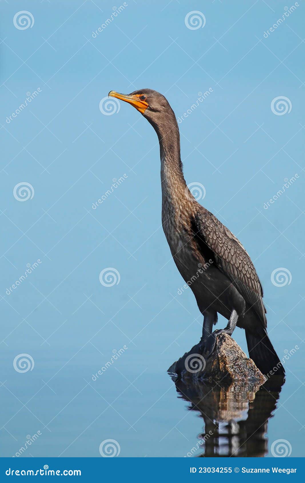 Maine Great Cormorant stock image. Image of water, rock 23034255