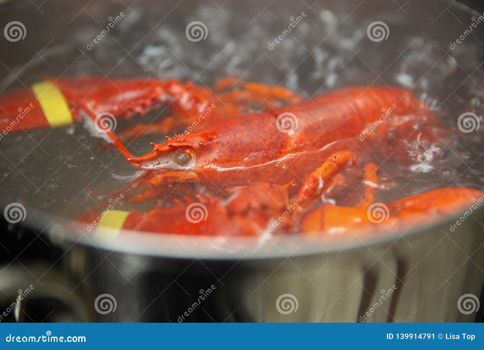A Maine Lobster Boiling stock image. Image of seafood 139914791