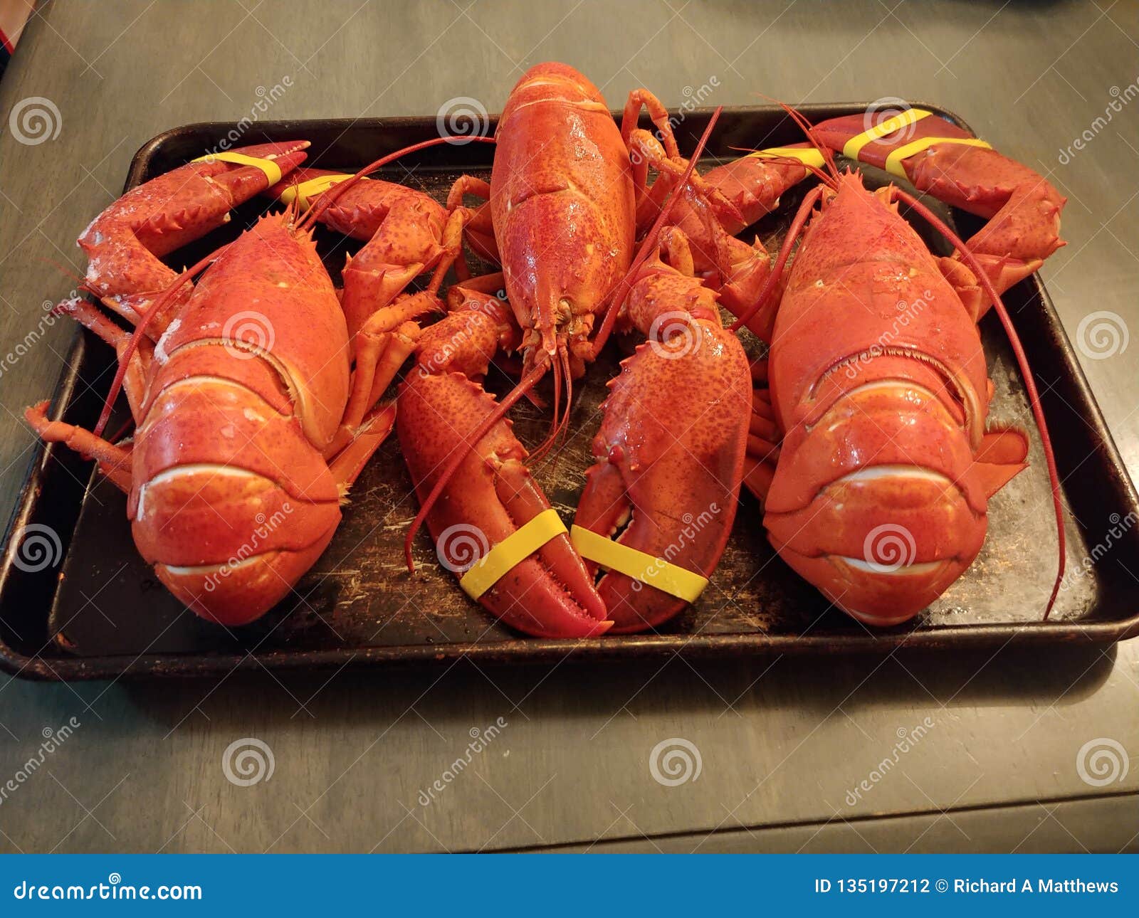 Maine Lobster stock photo. Image of cooked, maine, three 135197212