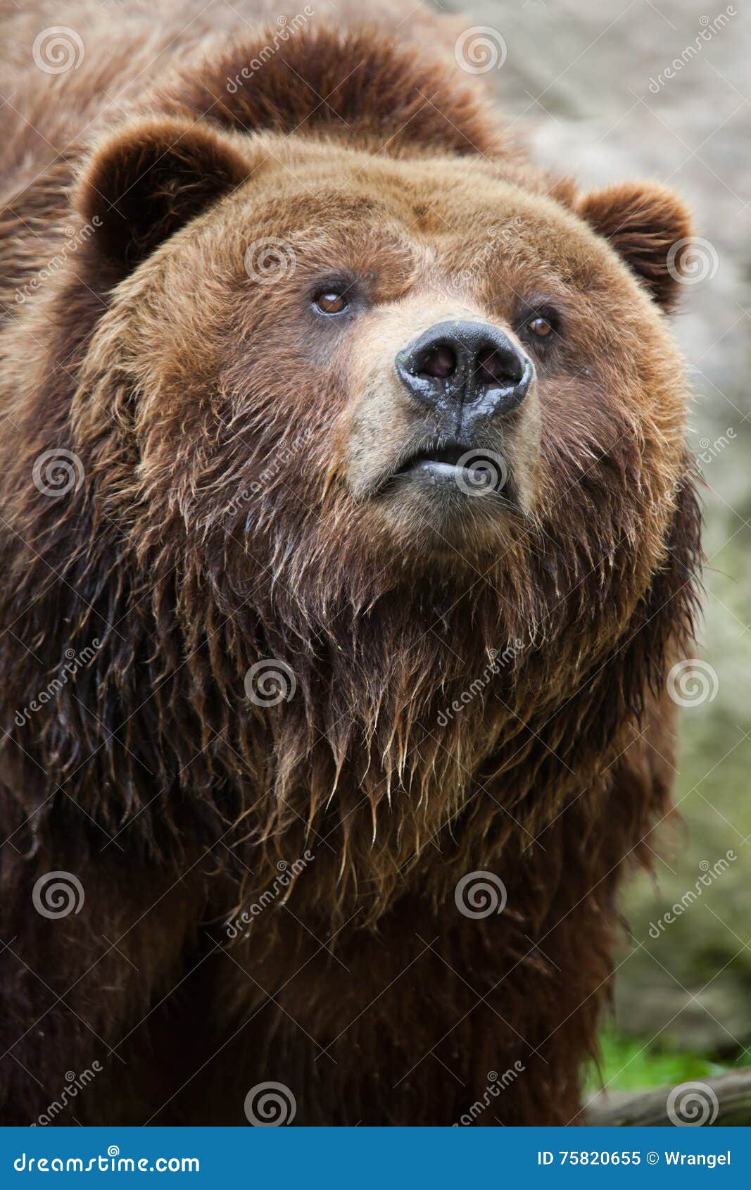 mainland grizzly (ursus arctos horribilis).