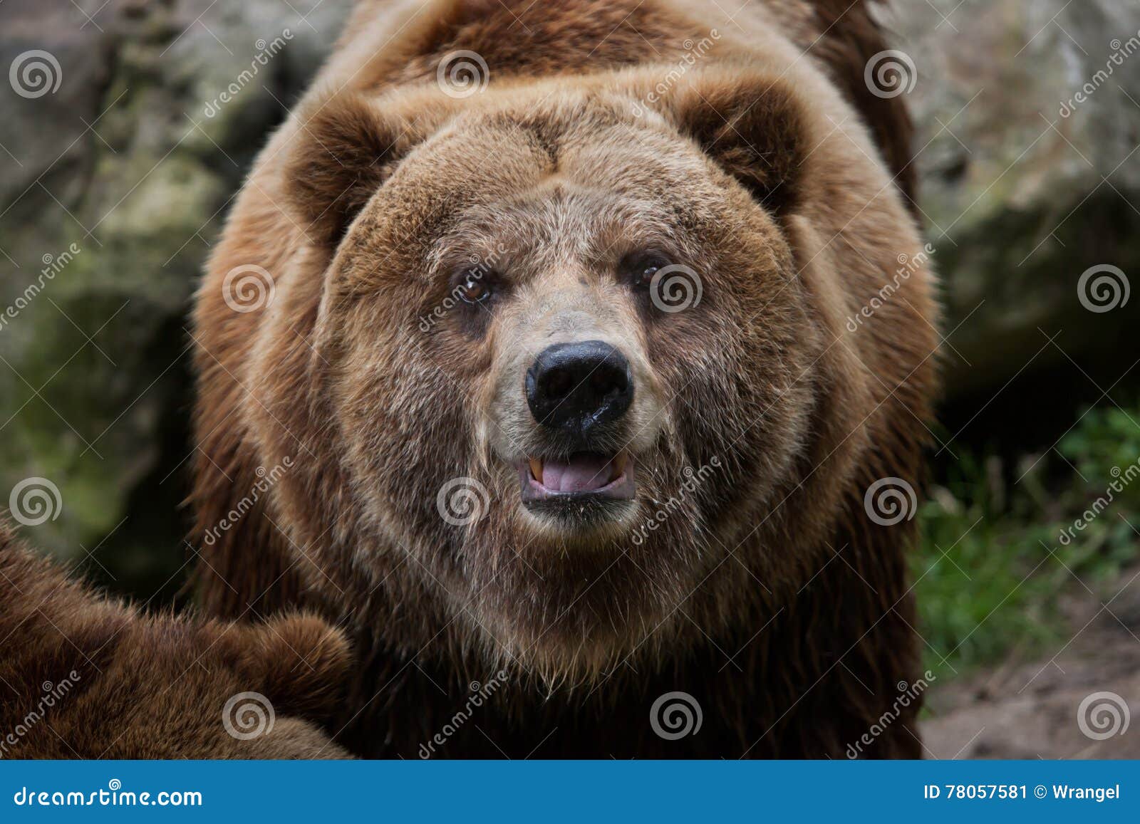 mainland grizzly (ursus arctos horribilis).