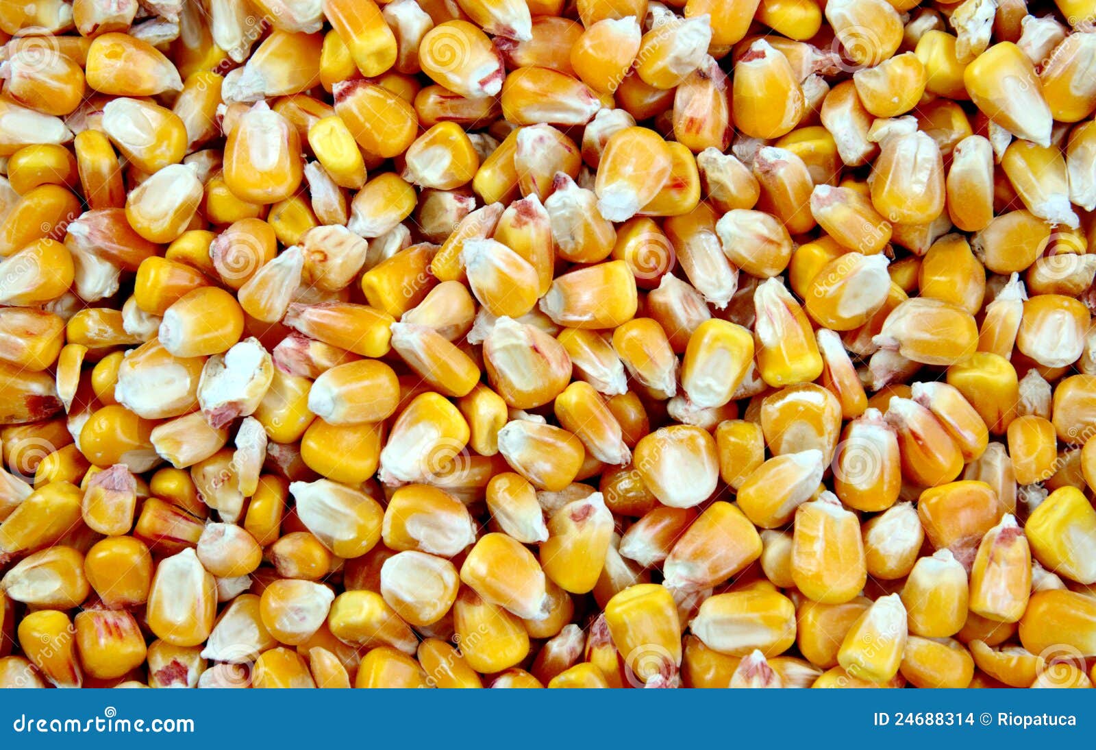 Mais grain stock photo. Image of feed, frame, format - 24688314