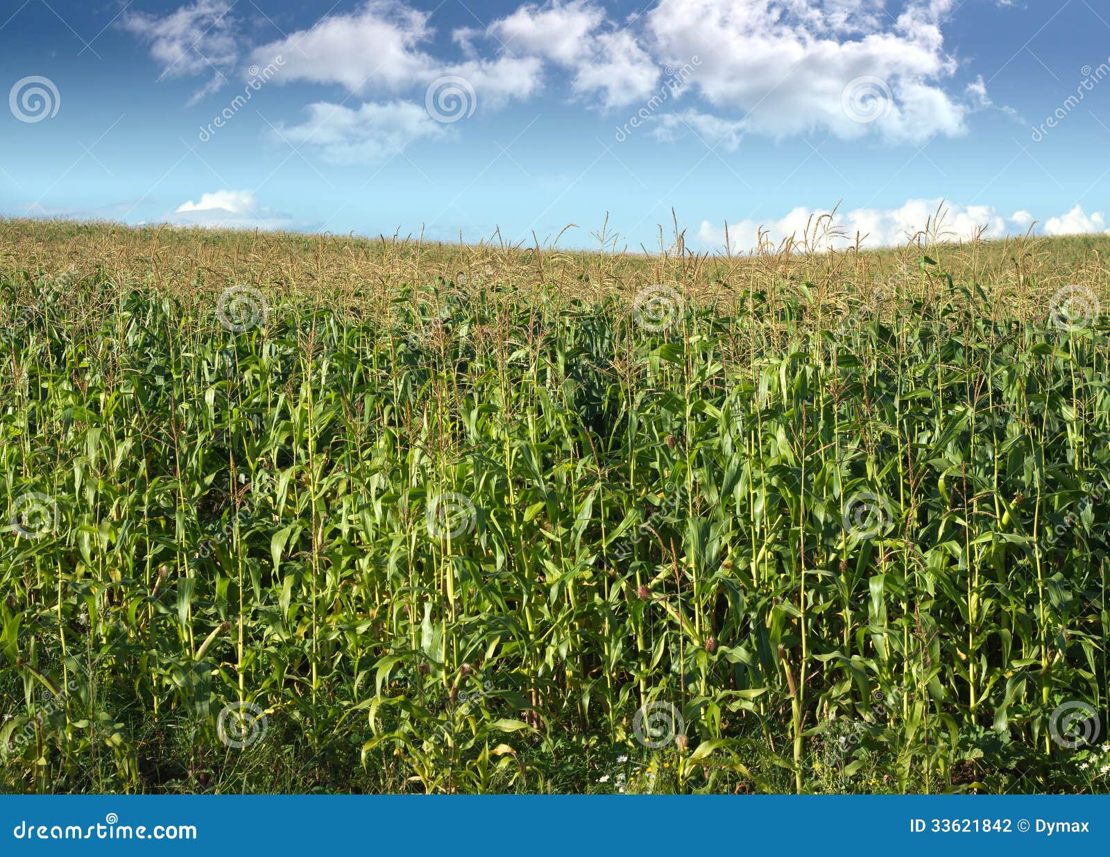 Maisfeld unter Sommerhimmel mit Wolken. Feld mit baut Mais unter blauem Himmel mit weißen Wolken am Sommertag an