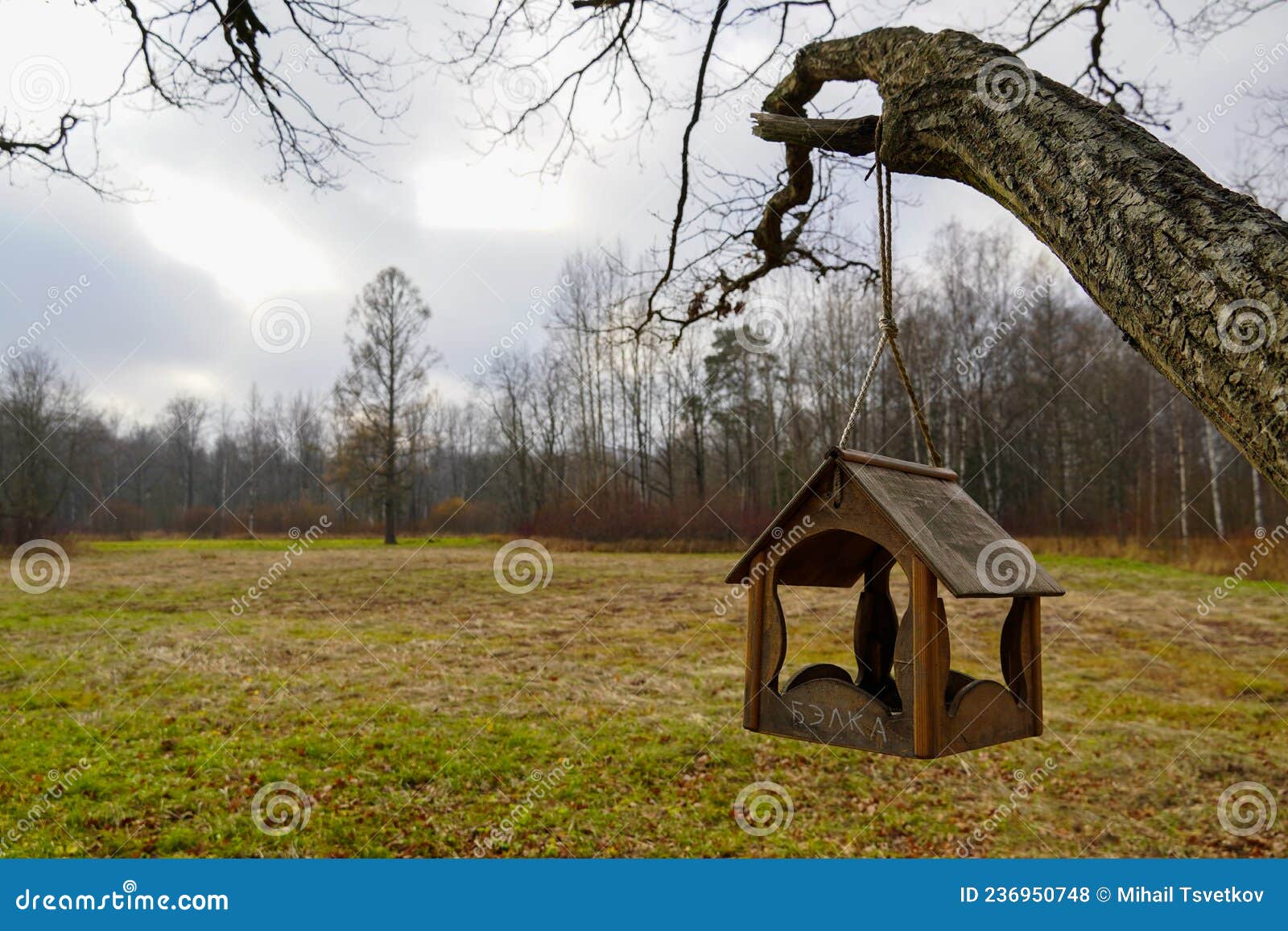 Maison D'écureuils Oiseaux Sur Arbre Dans Le Parc D'automne. écureuil D'inscription  Russe Photo stock - Image du vieux, beauté: 236950748