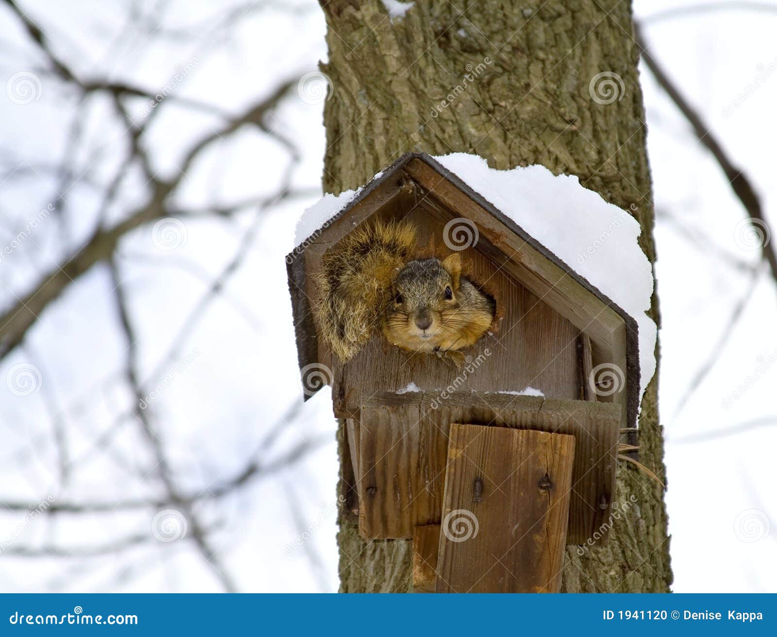 Maison d'écureuil photo stock. Image du écureuil, arbre - 75788420