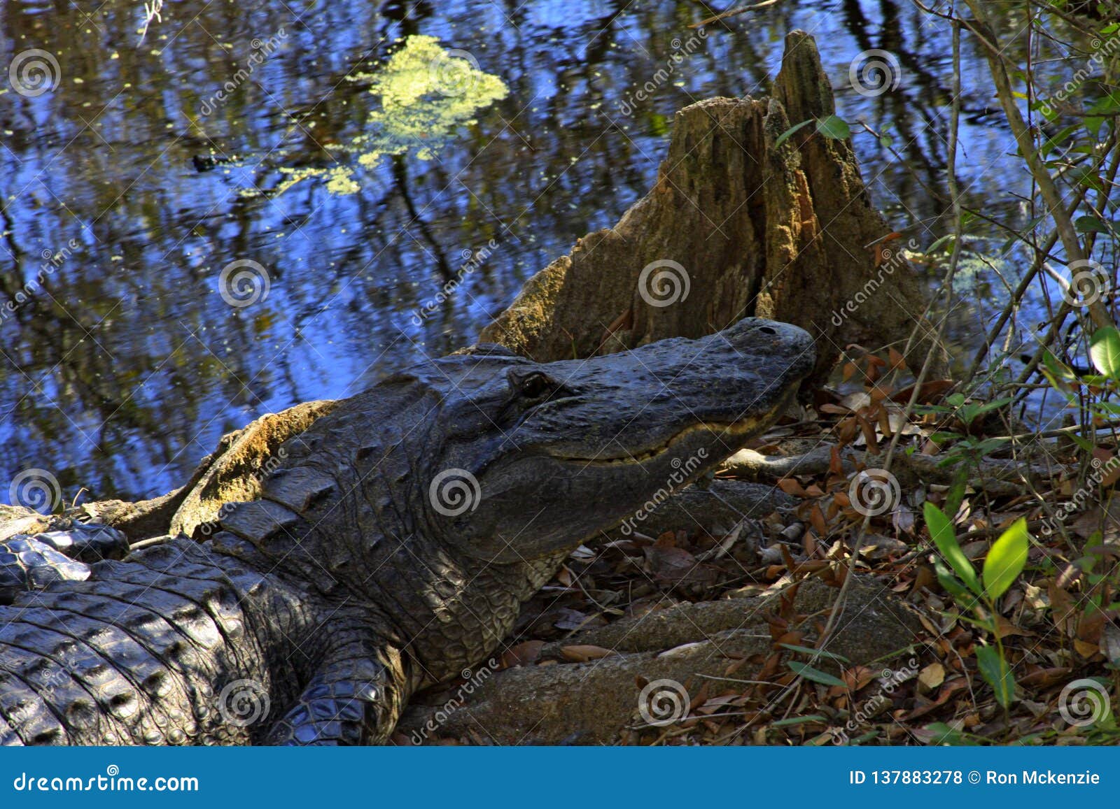 maison-de-marais-d-okefenokee-aux-alligators-photo-stock-image-du