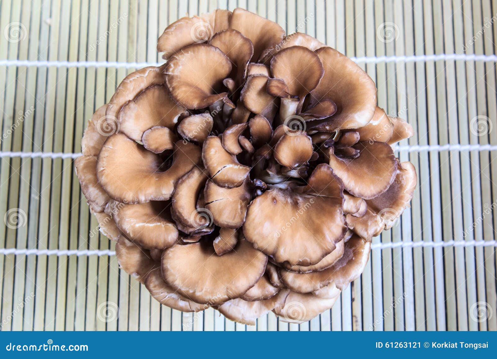 Maitake mushroom. stock image. Image of fruit, bamboo 61263121