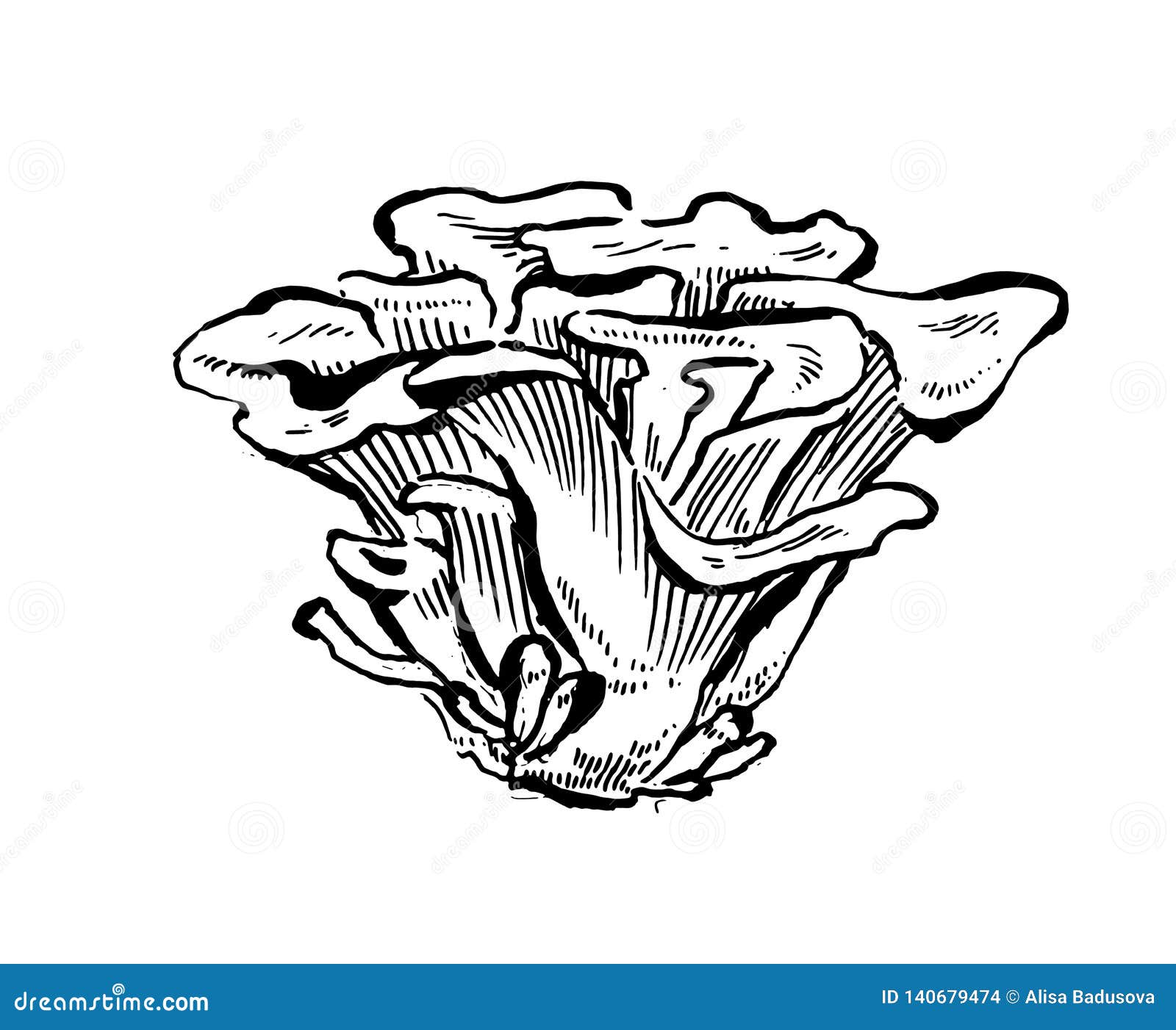 Maitake Mushrooms. Hand Drawn Vintage Vector Illustration on White
