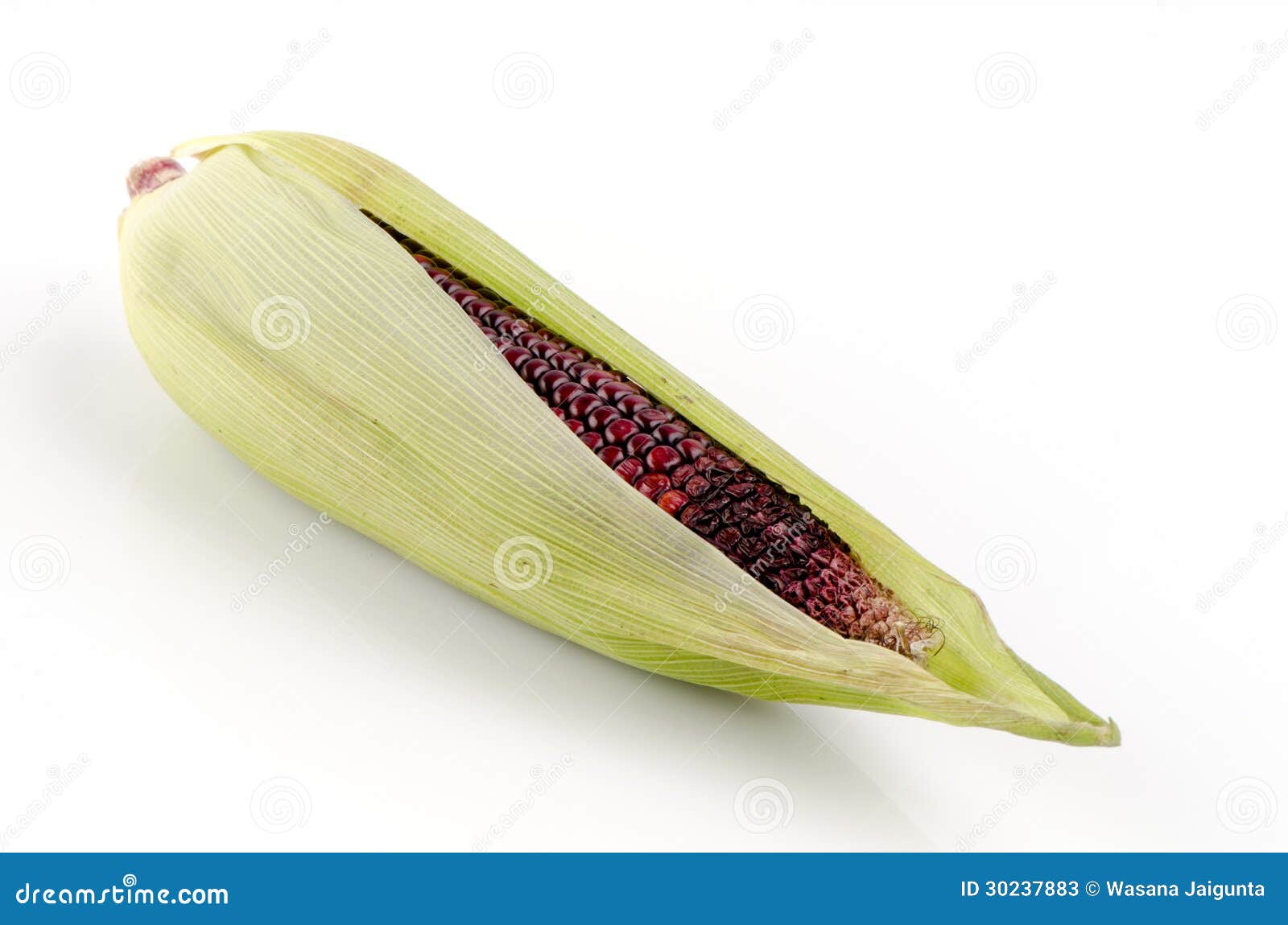 maiz morado on a white background. (flour corn, zea mays amylacea).