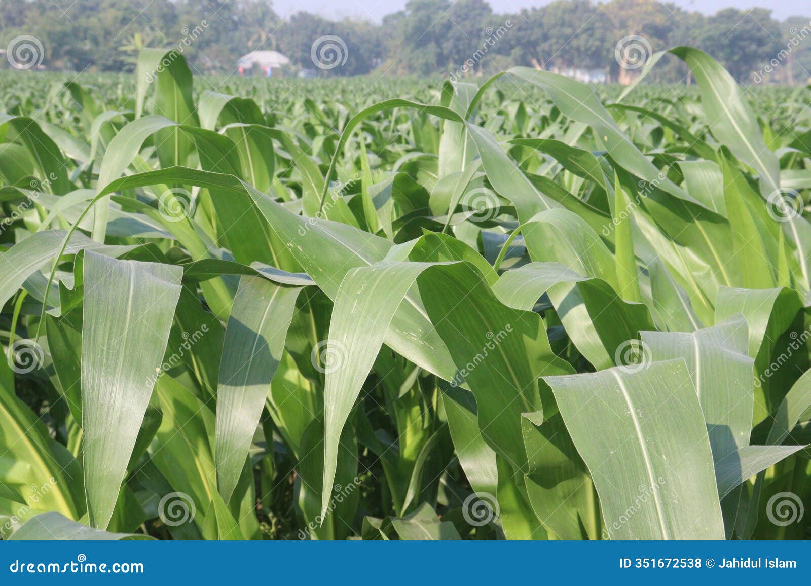 maize also called corn on farm for harvest