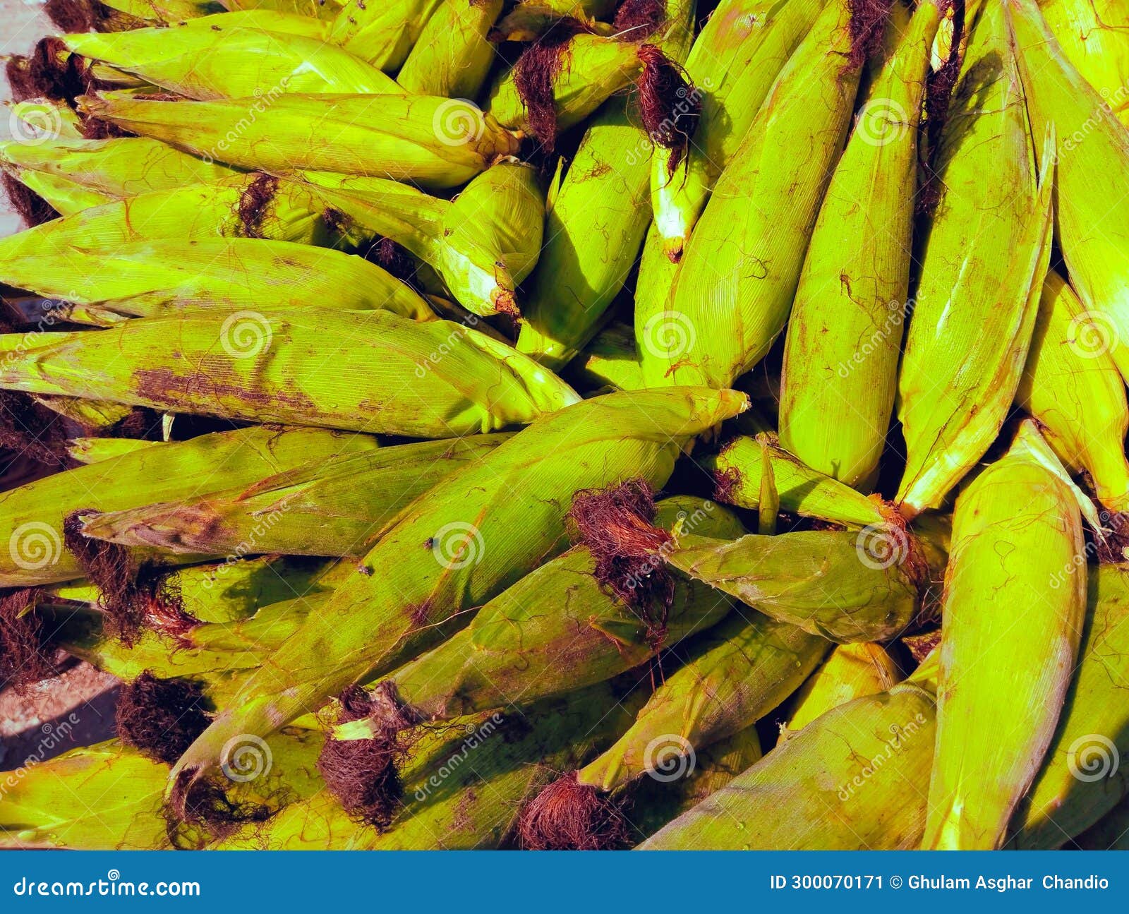 green maize cobs sweet corn on the cob yellow whole ear-maize organic ear-corn  mazorca maiz image espiga milho epi mais photo