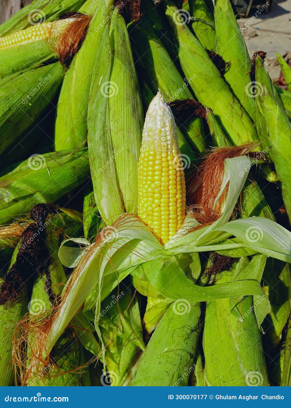 maize cobs sweet corn on the cob yellow whole ear-maize organic ear-corn  mazorca maiz image espiga milho epi mais photo