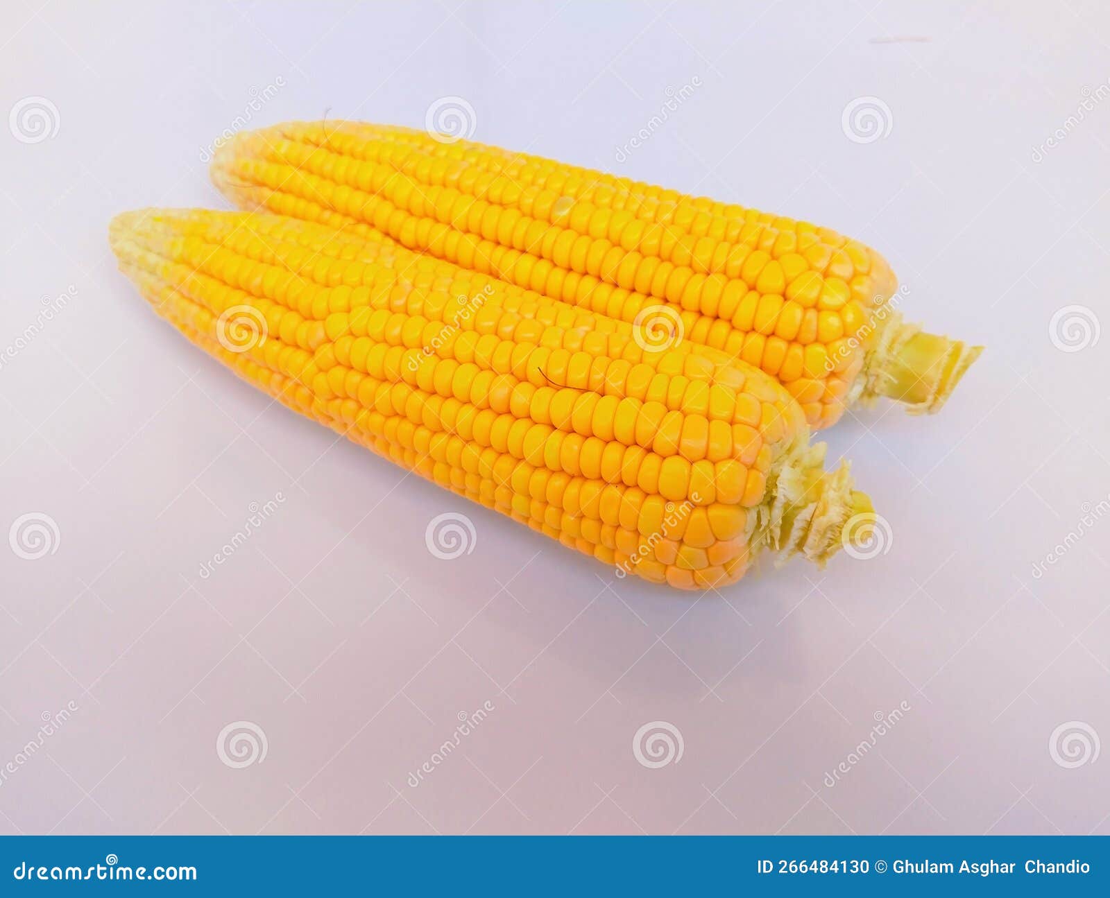 maize cobs sweet corn on the cob yellow whole ear-maize ear-corn sweetcorns zea mays makka bhutta maiz milho mais photo