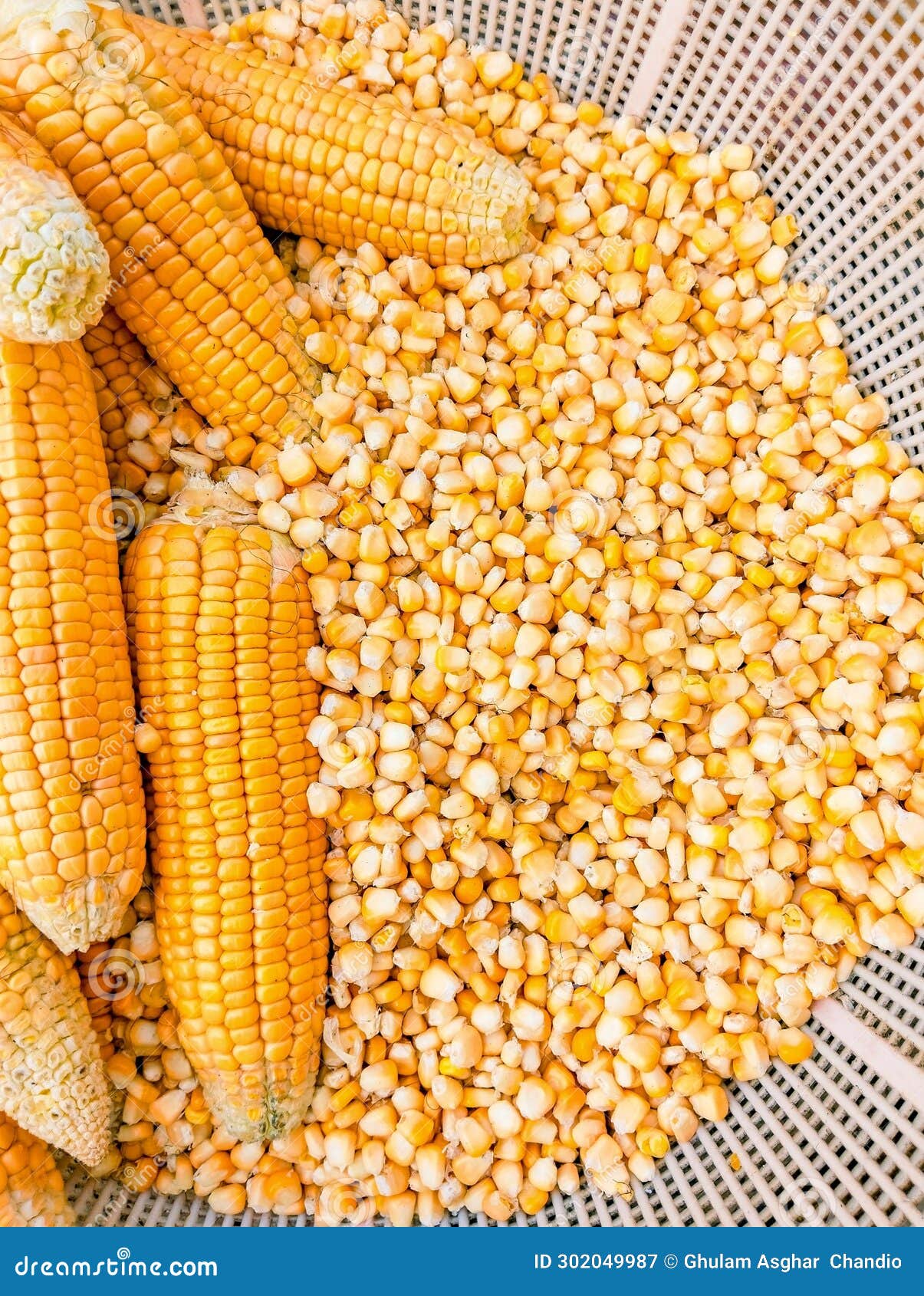 maize cobs sweetcorns on the cob yellow whole ear-maize organic ear-corn  fresh sweet corn zea mays makka bhutta photo