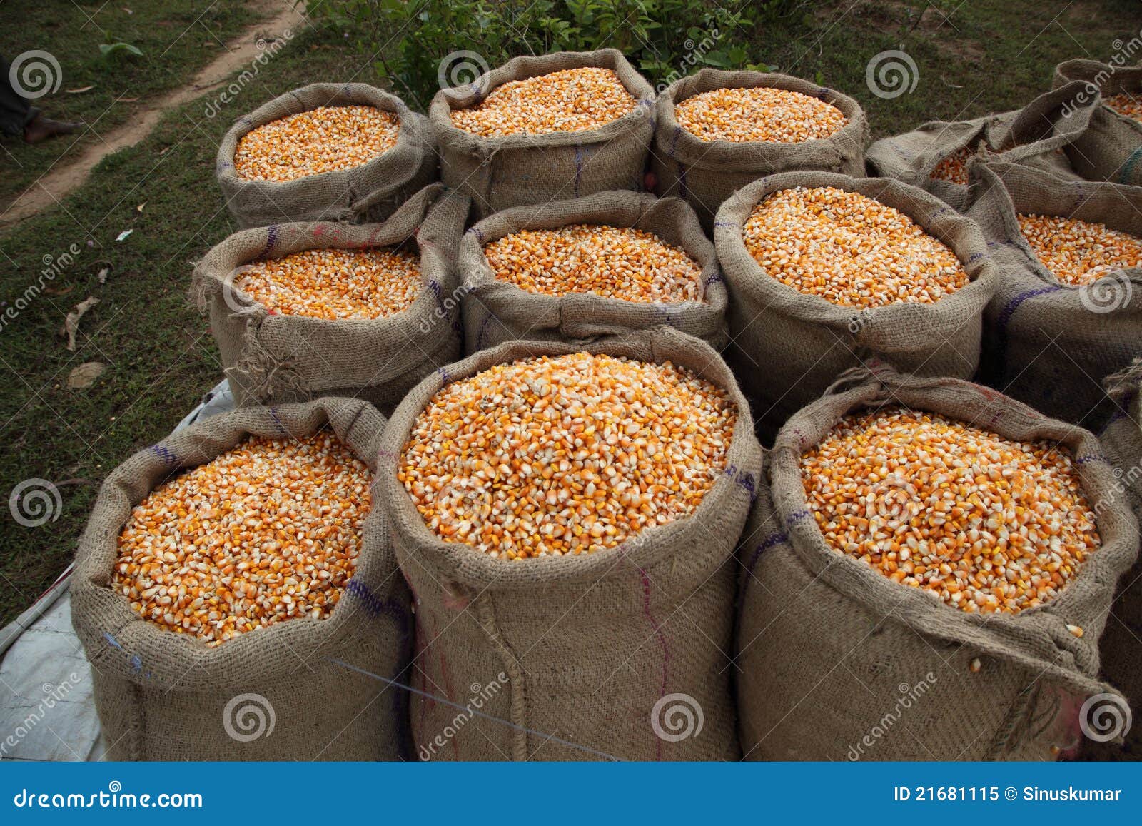 Maize Corn stock image. Image of agriculture, farming - 21681115