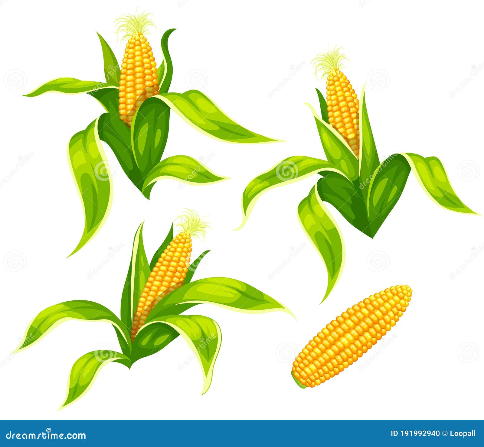 Maize Corn Cobs Isolated Vector Set Stock Illustration - Illustration ...