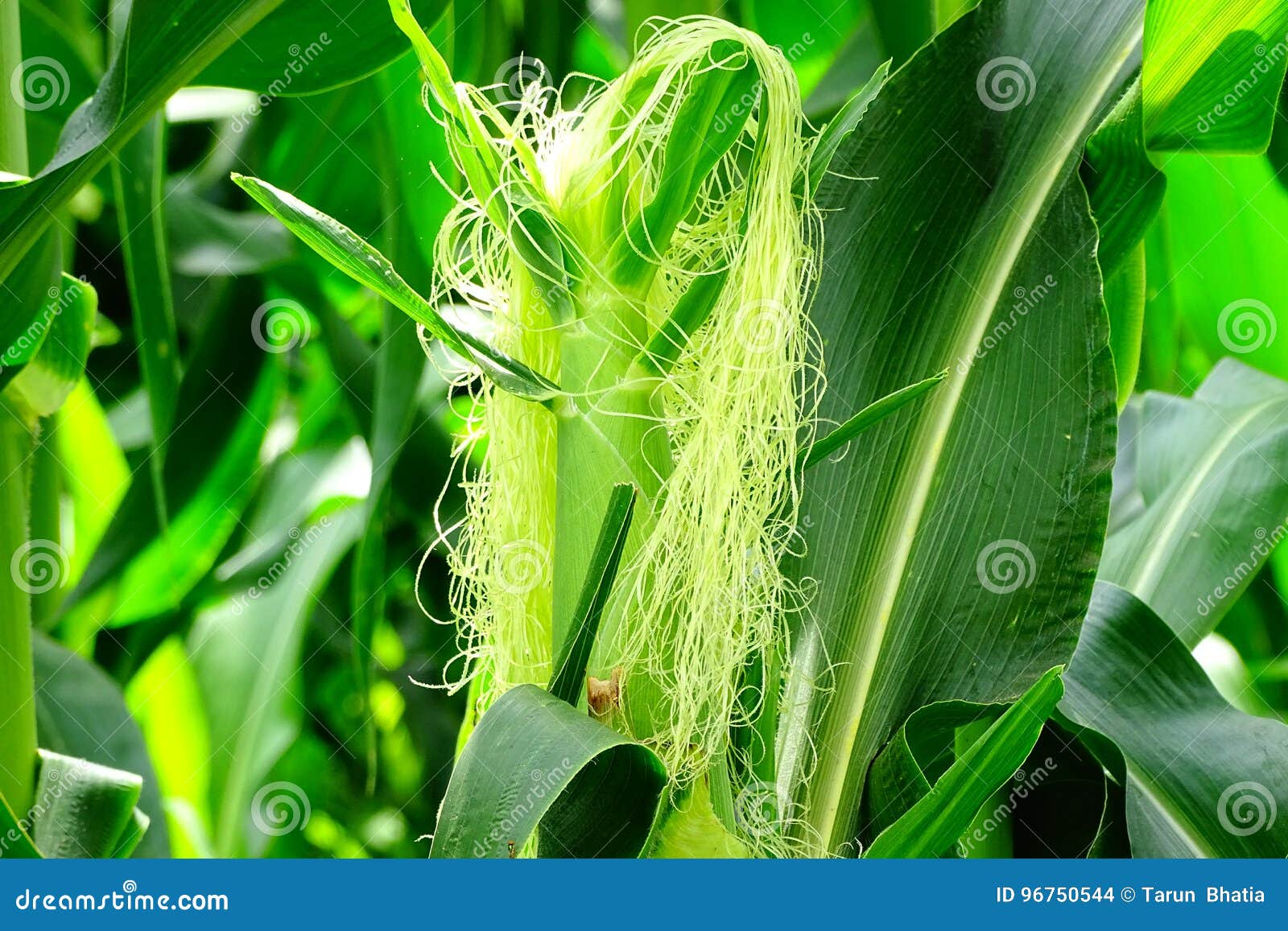 maize or corn silk